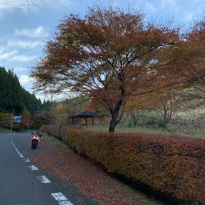 八溝林道を走り終えて鳥居横の紅葉にてwith CBR650R