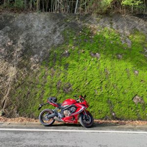 もみじロード脇の苔模様にてwith CBR650R