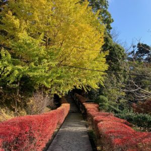 日本寺大仏手前の綺麗な紅葉風景にて
