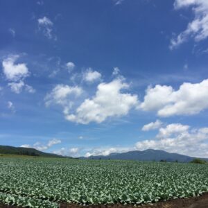 夏の嬬恋パノラマラインのキャベツ畑