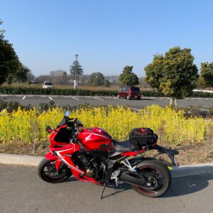 権現堂公園・3号公園駐車場の菜の花とCBR650R