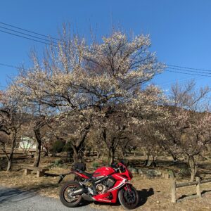越生梅林の白梅とCBR650R