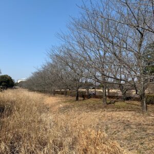 2月中旬、古代蓮の里の桜並木エリアにて