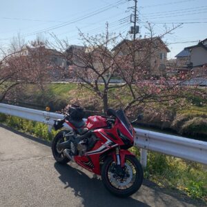 鷲宮駅青毛堀川の河津桜風景with CBR650R