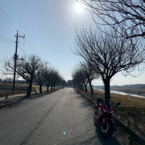 権現堂公園・八重桜通りにてwith CBR650R