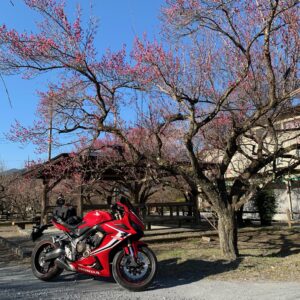 越生梅林の紅梅とCBR650R②