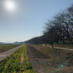 権現堂公園の桜並木①