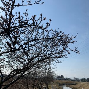 まだ蕾状態のすみよし河津桜②