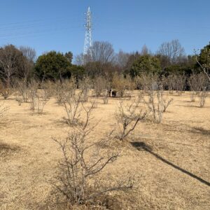 2月中旬、古代蓮の里のロウバイのエリアにて