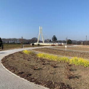 権現堂公園・3号公園駐車場の菜の花②