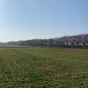 2月中旬の権現堂公園の全く咲いていない菜の花畑風景