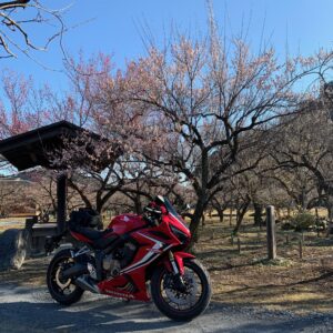 越生梅林の桃梅とCBR650R