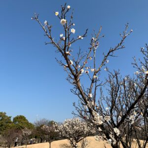 2月中旬、古代蓮の里の梅林エリアにて②
