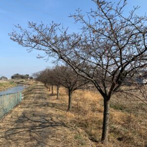 まだ蕾状態のすみよし河津桜