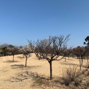 2月中旬、古代蓮の里の梅林エリアにて