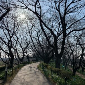 権現堂公園の桜並木②