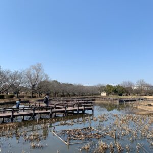 2月中旬、古代蓮の里の蓮エリアにて