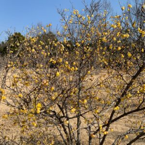 2月中旬、古代蓮の里のロウバイのエリアにて②