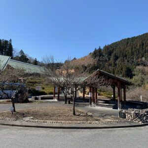 秩父・吉田元気村の開花前の梅