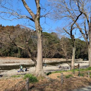 埼玉・巾着田の風景①