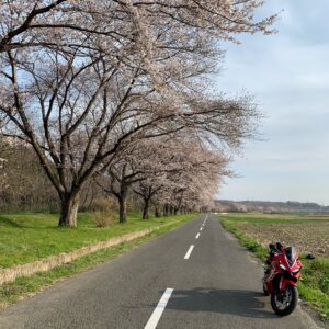 三分咲きの都幾川桜堤にてwith CBR650R③