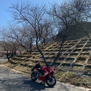 吉田元気村の開花前の桜にてwith CBR650R