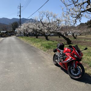 秩父r72沿いの梅の木々with CBR650R