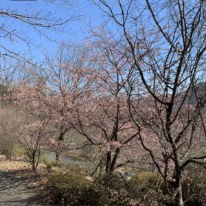 城峯公園内で見つけた三分咲き?の河津桜?