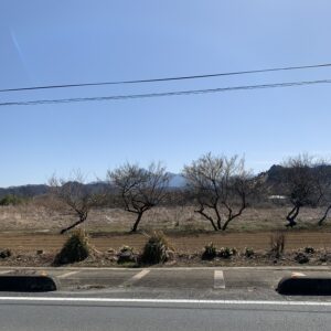 秩父r37の開花前のロード風景