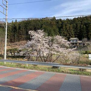 東秩父の山間部に入っていくr172の道端の桜