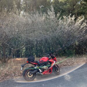 城峯公園直前で見つけた冬桜と CBR650R