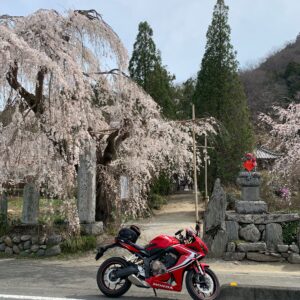 法善寺のしだれ桜とお地蔵様とCBR650R