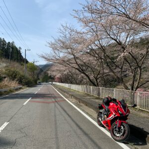 定峰峠からのr11の桜並木with CBR650R
