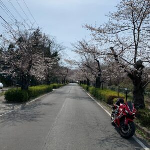 長瀞の南桜通りにてwith CBR650R