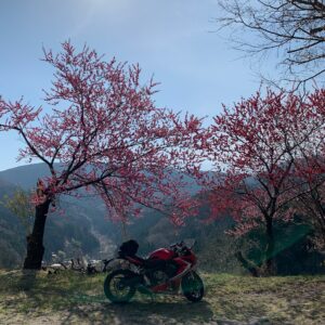 定峰峠からのr11での花桃とCBR650R