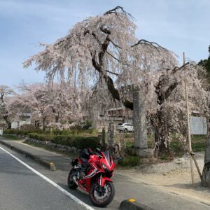 法善寺のしだれ桜にてwith CBR650R