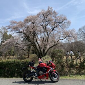鉢形城のエドヒガンザクラwith CBR650R②