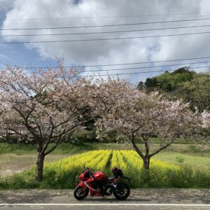 房総半島の札森さくら街道の菜の花と桜と CBR650R