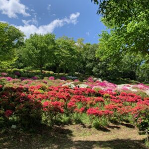 神奈川県二宮町海沿いの高台にある吾妻山公園内のツツジたち