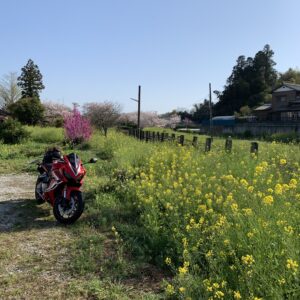 高滝湖の菜の花風景with CBR650R