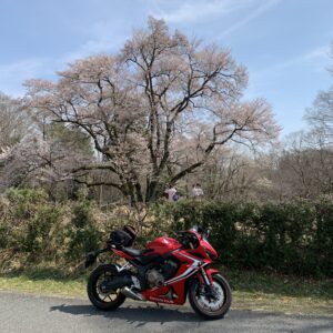 鉢形城のエドヒガンザクラwith CBR650R