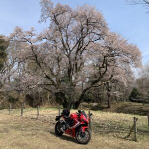 鉢形城のエドヒガンザクラwith CBR650R③