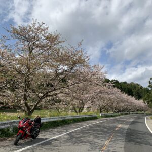 外房半島内陸の札森さくら街道with CBR650R