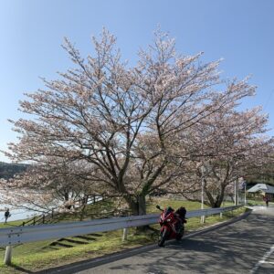 高滝湖沿いの桜にてwith CBR650R