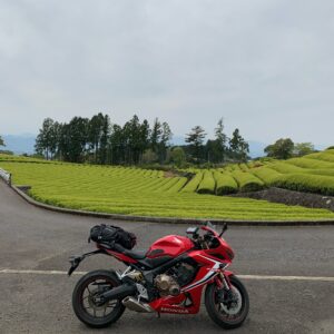 美しい茶畑の大淵笹場にてwith CBR650R②