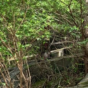 奥秩父もみじ湖沿いのルートでニホンザルに遭遇