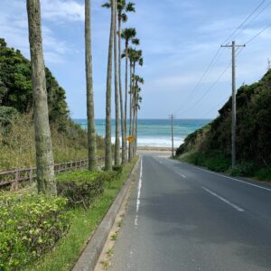 ロングビーチ伊良湖の海にまっしぐらに下りていく爽快椰子の木ロードにて