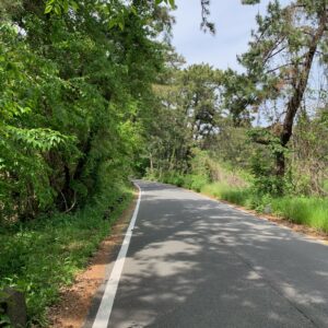 三保真崎海岸に向かう三保灯台通り