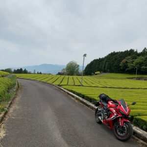 美しい茶畑の大淵笹場にてwith CBR650R