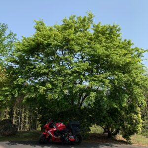 上野スカイブリッジの駐輪場にてwith CBR650R
